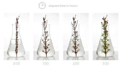 Revive and Hydrate Set